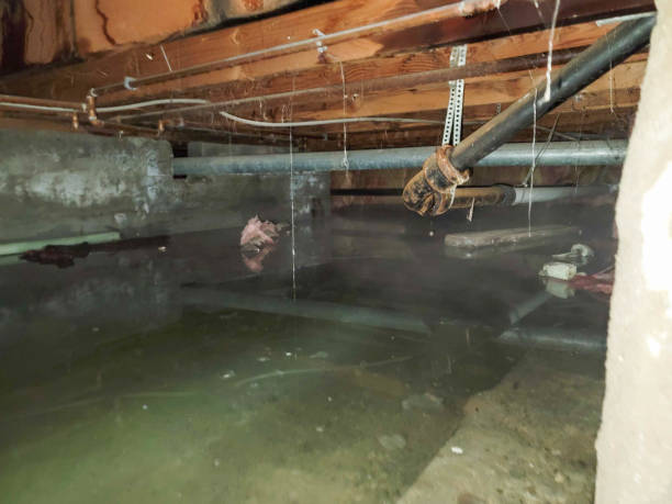 Best Water damage cleanup near me  in Russellton, PA