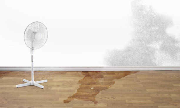 Best Professional water damage repair  in Russellton, PA